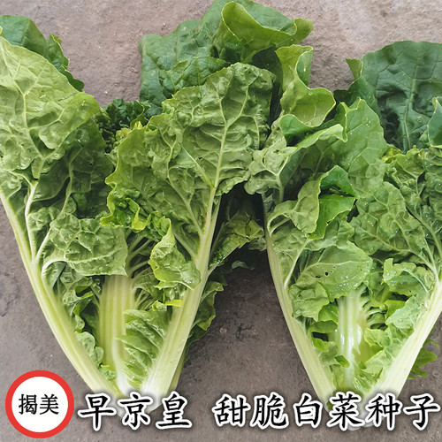 揭美皇京白菜种子半结球
