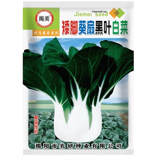揭美矮脚葵扇黑叶白菜种子 农业阳台蔬菜种子 黑叶小白菜籽 20克