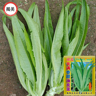 尖叶甜脆盆栽油麦菜种子