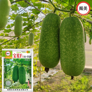 揭美宝星FI短节瓜种子 杂交一代早熟 农业阳台绿皮小冬瓜毛节瓜籽