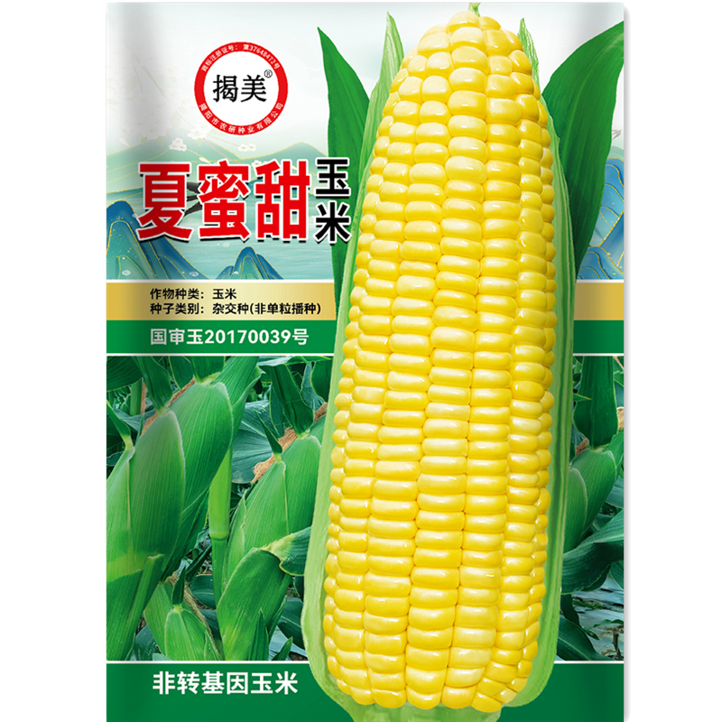 揭美杂交夏蜜甜玉米种子 高产鲜食甜脆黄玉米种籽 春秋种子15克装