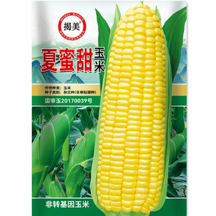 揭美杂交夏蜜甜玉米种子 高产鲜食甜脆黄玉米种籽 春秋种子15克装