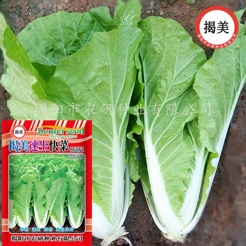 10克杂交速生四季耐热田园快菜