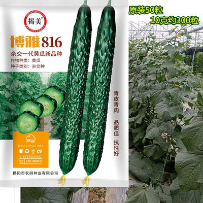 杂交一代高产黄瓜种子