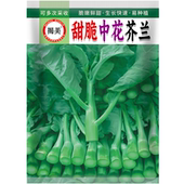揭美甜脆中花芥兰种子 多次采收脆嫩芥蓝籽 秋播易种蔬菜种子10克