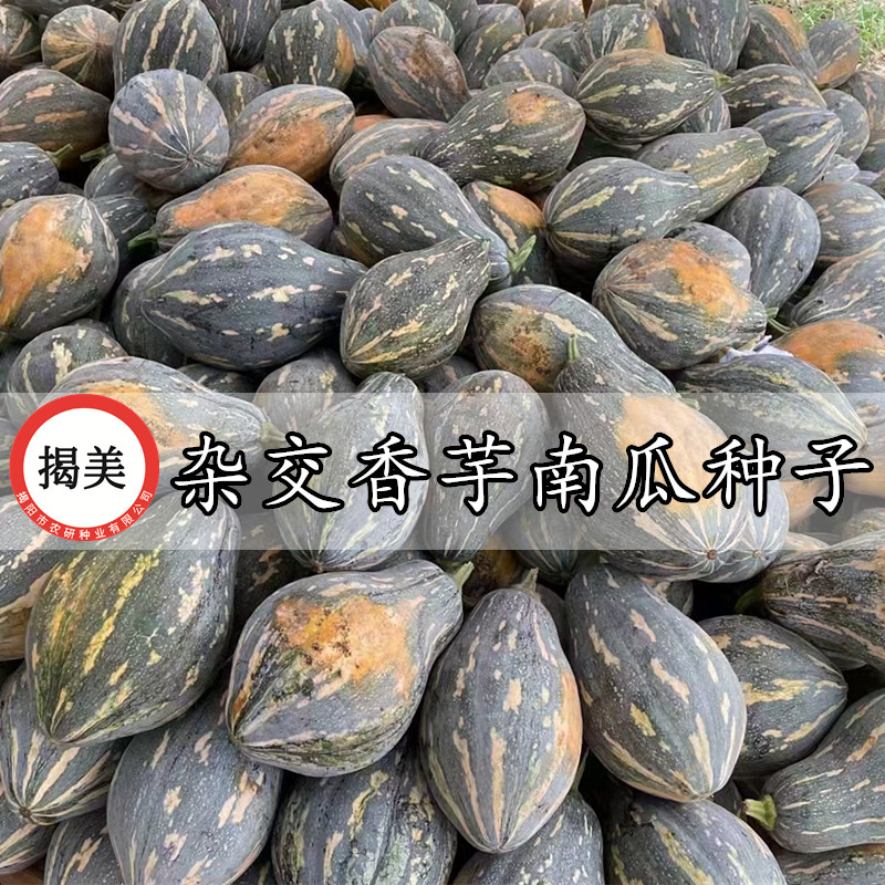 揭美香芋南瓜种子 杂交一代浓香甜糯香芋风味 高产粉南瓜蔬菜种子,鲜花速递/花卉仿真/绿植园艺,家庭园艺种子,淘宝优惠券,粉丝福利购,淘宝优惠卷