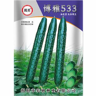 博雅533青瓜种子 杂交高产油亮密刺青瓜籽 阳台农业青肉黄瓜种子