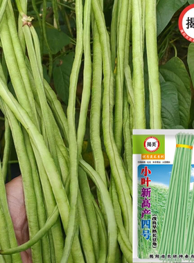 揭美20克小叶新高产四号长豆角种子 改良早熟长豇豆农田阳台菜籽