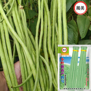 揭美20克小叶新高产四号长豆角种子 改良早熟长豇豆农田阳台菜籽