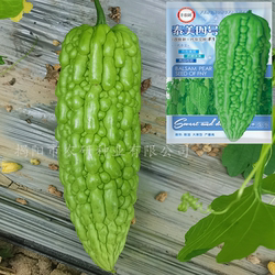 泰美四号苦瓜种子 杂交一代高产苦瓜籽 蔬菜种子 大顶珍珠苦瓜籽