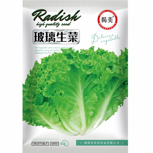 原装 揭美脆嫩玻璃生菜种子 大田种植 盆栽生菜 2000粒 蔬菜种子