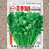揭美老香菜种子 播种阳台盆栽 老芫荽种籽地道老品种大叶菜四季