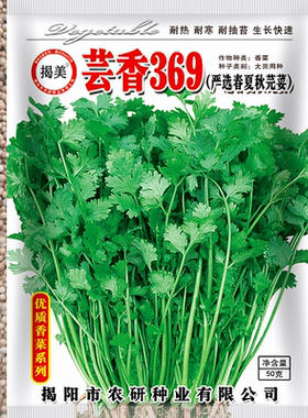 芫荽老品种四季大叶菜