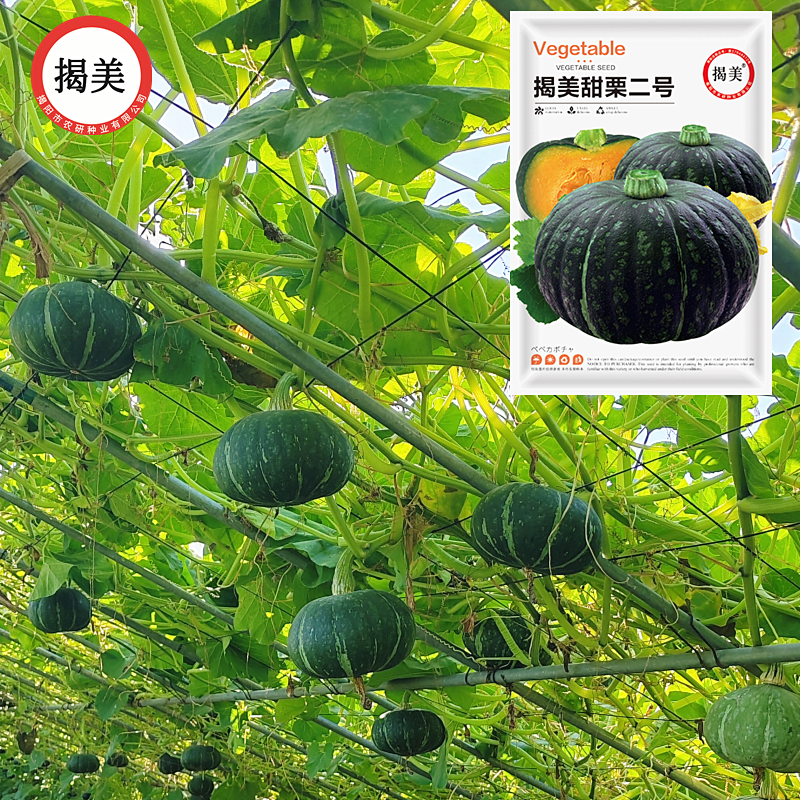 高产杂交甜栗南瓜种子 板栗味绿皮南瓜籽 粉糯香甜小南瓜蔬菜种子,鲜花速递/花卉仿真/绿植园艺,家庭园艺种子,淘宝优惠券,粉丝福利购,淘宝优惠卷