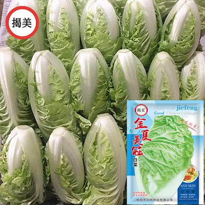 揭美蔬菜种子杂交大白菜种子