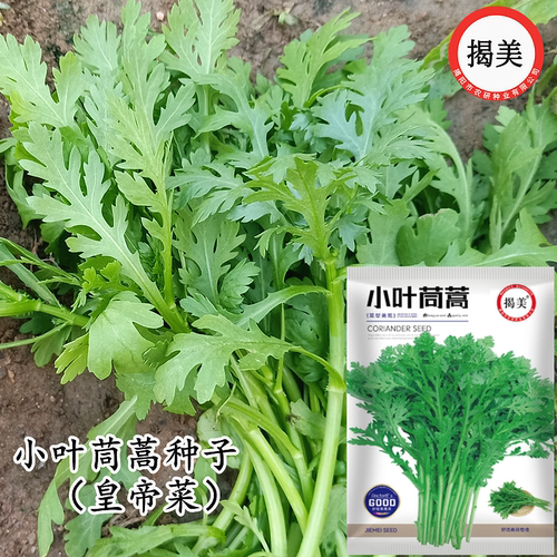小叶花叶茼蒿秋播易种皇帝菜