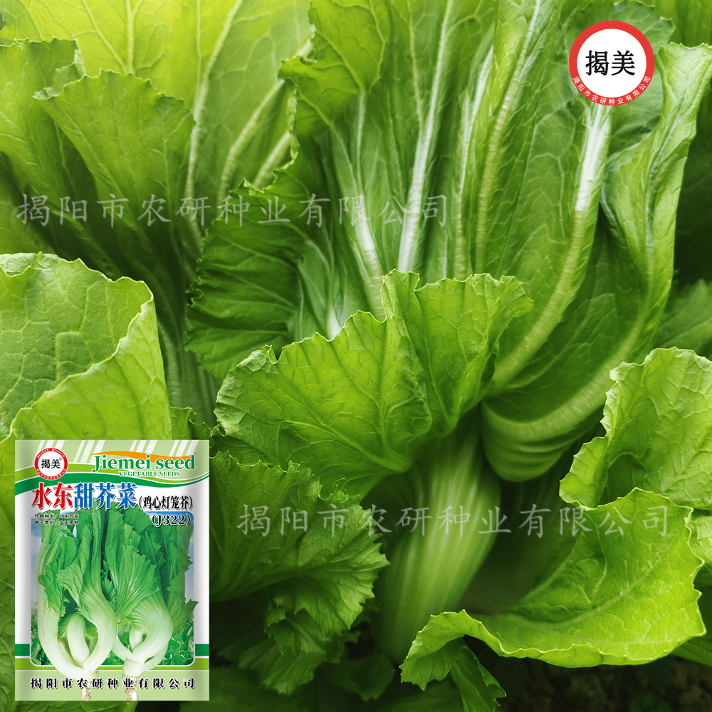 水东灯笼鸡心芥菜种子 10克水东甜芥菜 蔬菜菜籽高产特殊好吃蔬菜