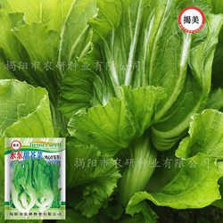 水东灯笼鸡心芥菜种子 10克水东甜芥菜 蔬菜菜籽高产特殊好吃蔬菜