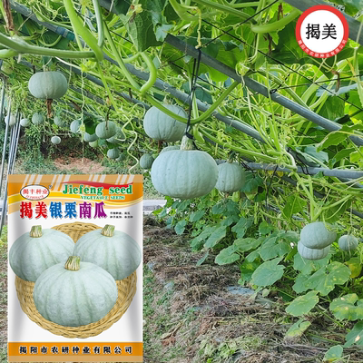 板栗味南瓜灰白皮粉糯香南瓜种子