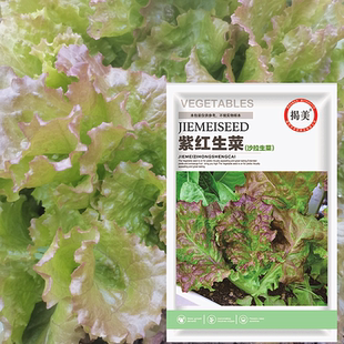 揭美 紫红生菜种子 蔬菜种子 邹叶紫嫩生菜 原厂封装5克装