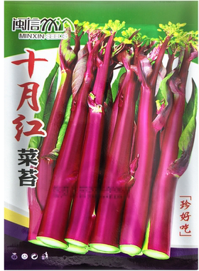 十月红菜苔种子 中熟紫红菜苔菜心 秋冬农家菜园阳台蔬菜种子6克