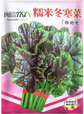 糯米冬寒菜种子 冬苋菜马蹄菜易种特色青菜 盆栽田园蔬菜种子5克