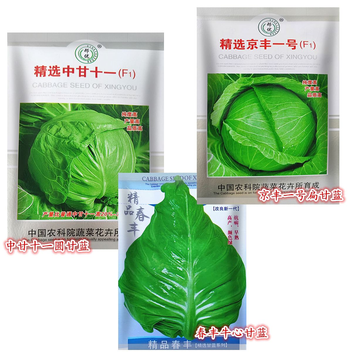 高产甘蓝种子 中甘圆甘蓝包菜籽 京丰扁甘蓝种子 卷心菜蔬菜种子