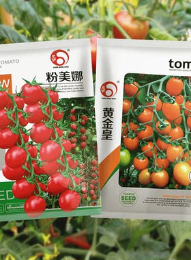 小番茄种子高产高甜度粉果黄果