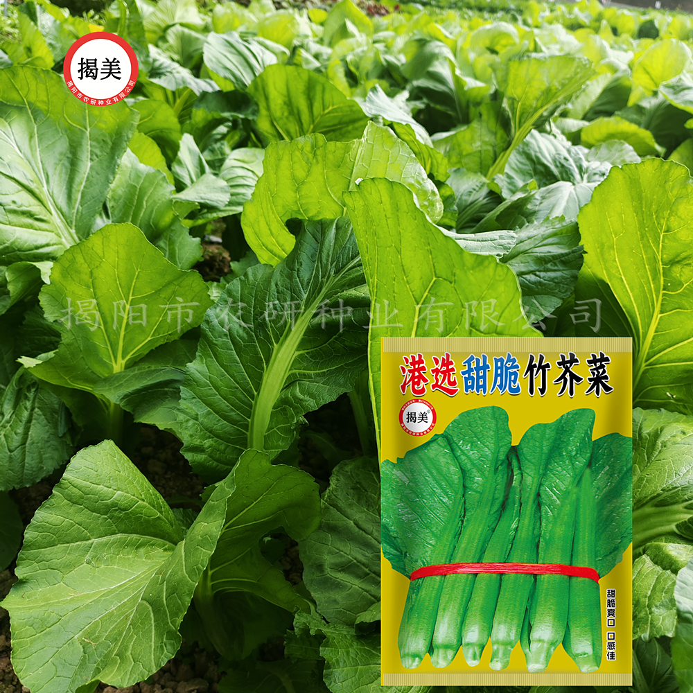 揭美港选甜脆竹芥菜种子 味甜四季竹芥菜籽 阳台农业蔬菜种子20克