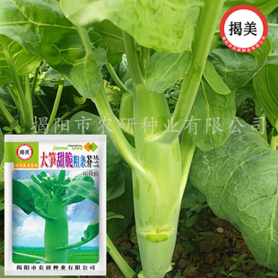 揭美20克大笋甜脆粗条芥兰种子 芥蓝菜籽高产农业阳台种蔬菜种子