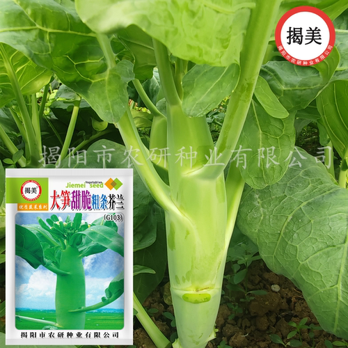 芥兰大甜脆粗条高产阳台种芥兰