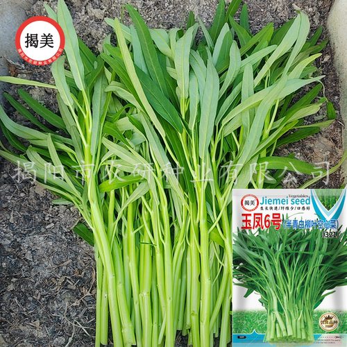 脆嫩柳叶半青白空心菜种子