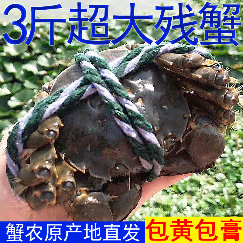 高淳固城湖大闸蟹残蟹特大号断脚公母次蟹鲜活螃蟹断脚蟹3斤7-8只