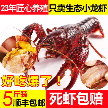 小龙虾鲜活盱眙789钱小龙虾活体超大新鲜活虾清水特大5斤非洪湖