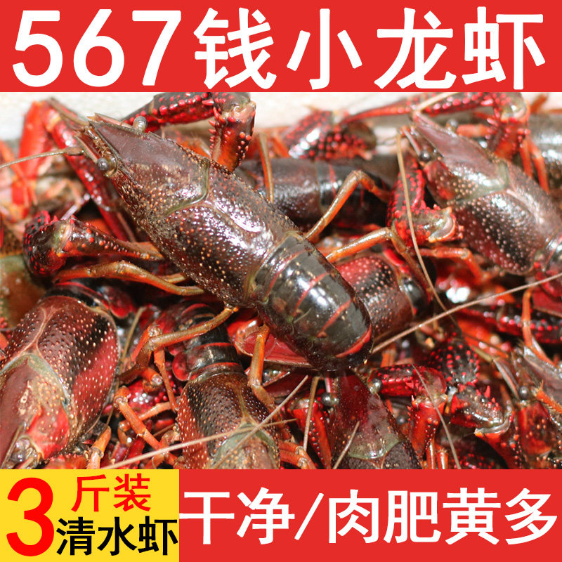 鲜活小龙虾大号活虾新鲜567钱清水生鲜3斤装活体江苏盱眙小龙虾
