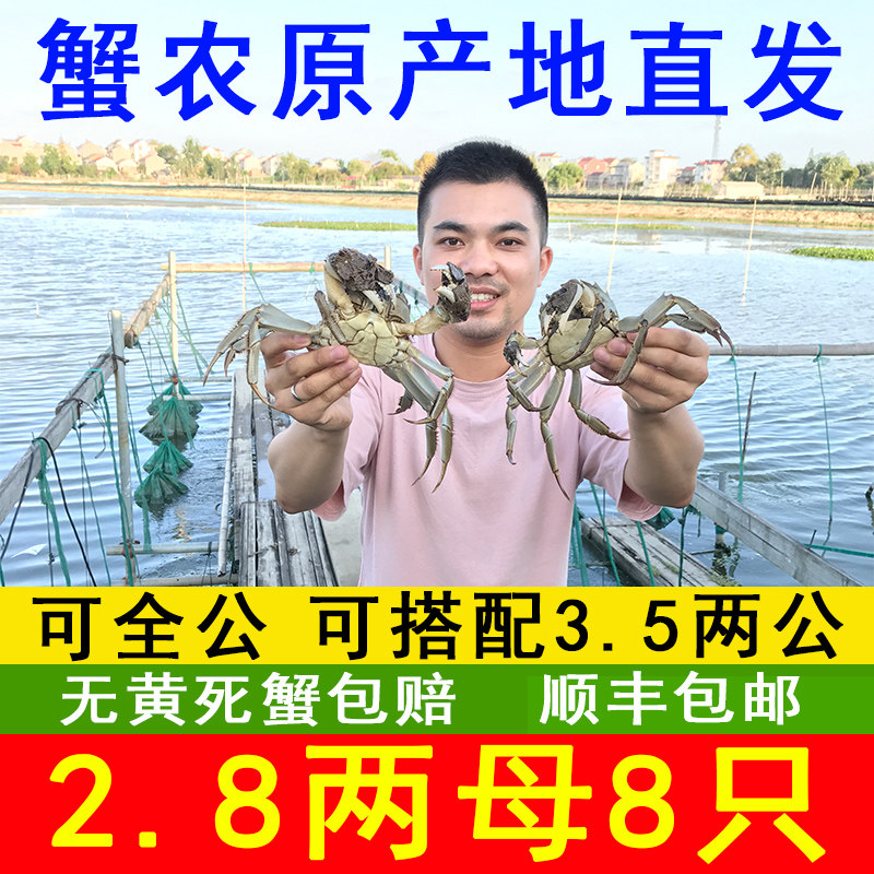 南京高淳固城湖活蟹大闸蟹螃蟹全公母蟹2.8两8只净重可搭配4两蟹