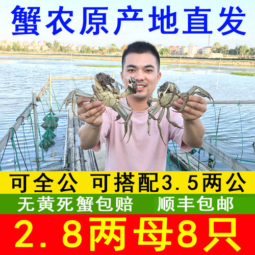 现货南京固城湖大闸蟹活螃蟹裸重规格2.8两大母蟹8只礼盒装
