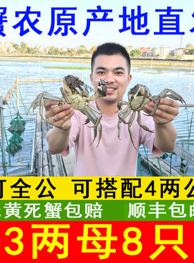 南京高淳固城湖全母大闸蟹8只