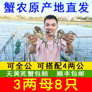 南京高淳固城湖全母大闸蟹8只