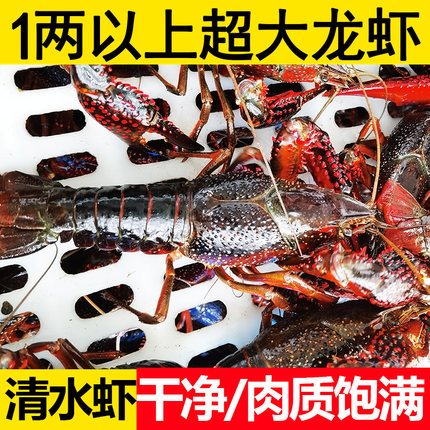 小龙虾麻辣鲜活非潜江活虾盱眙新鲜小龙虾1两以上超大清水1斤特大