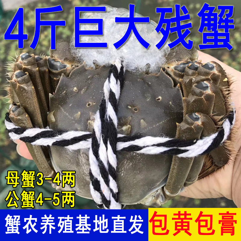 净重4斤断脚蟹高淳固城湖大闸蟹特大残次蟹鲜活螃蟹5-4两公母蟹,水产肉类/新鲜蔬果/熟食,大闸蟹,淘宝优惠券,粉丝福利购,淘宝优惠卷