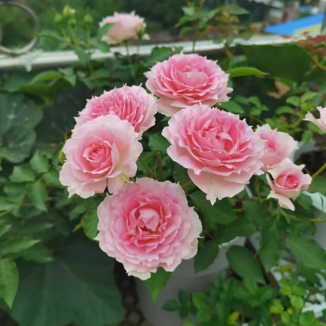 粉天方夜谭日本月季花苗