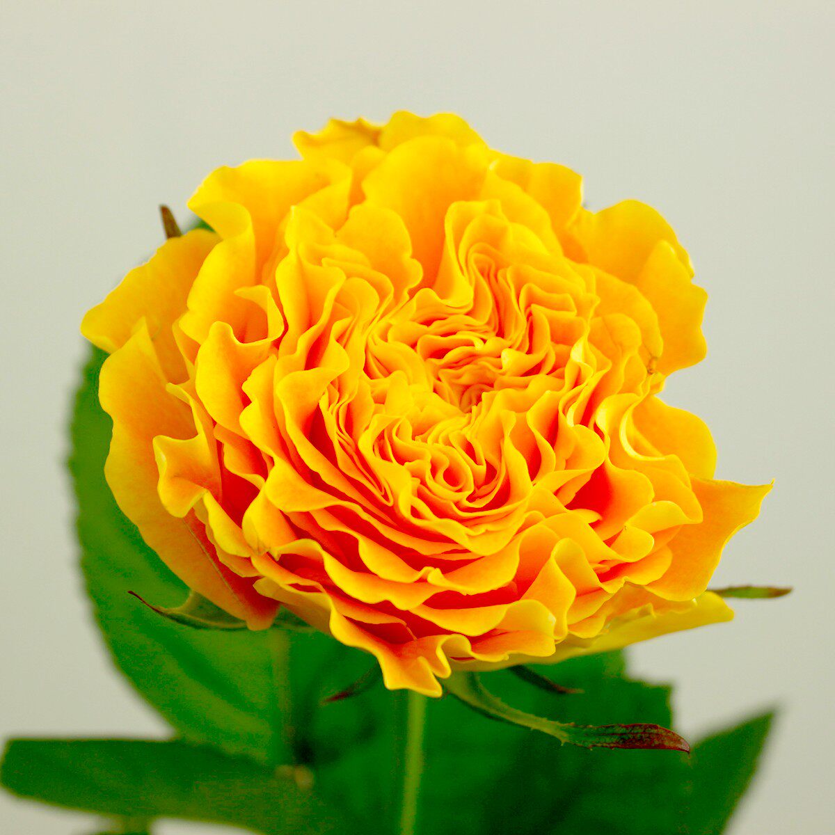 【一百亩花卉】芒果酒吧 日本超新品花园玫瑰盆栽阳台花卉