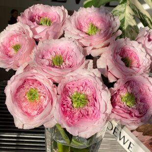 一百亩花田 机缘巧合 Serendipity 厄瓜多尔2025月季新品花苗盆栽