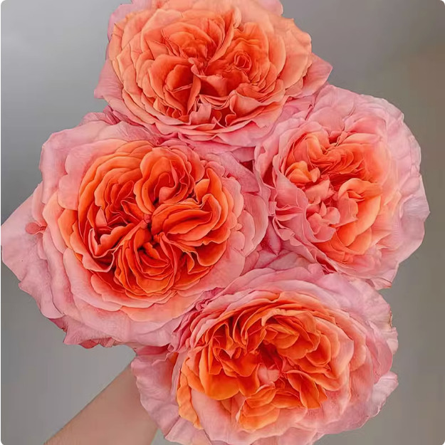 特别情歌月季 厄瓜多尔 灌木大花 切花玫瑰 粉色/杏黄色 直立抗病,鲜花速递/花卉仿真/绿植园艺,月季/蔷薇/玫瑰,淘宝优惠券,粉丝福利购,淘宝优惠卷