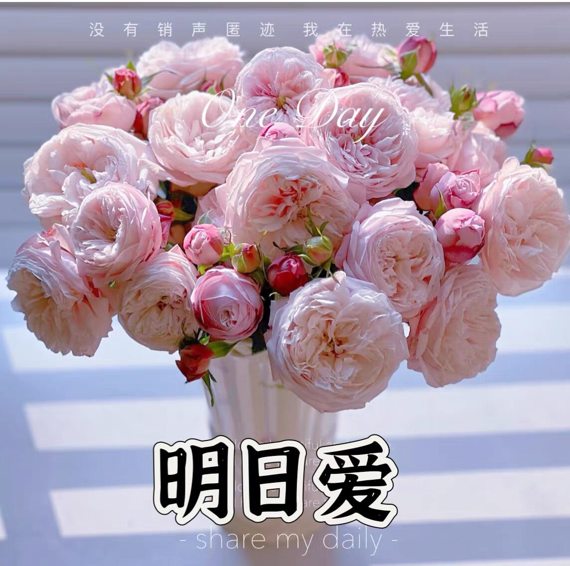 明日爱月季 望月宏 灌木大花浓香 淡粉色 抗病 别名托莫拉布月季