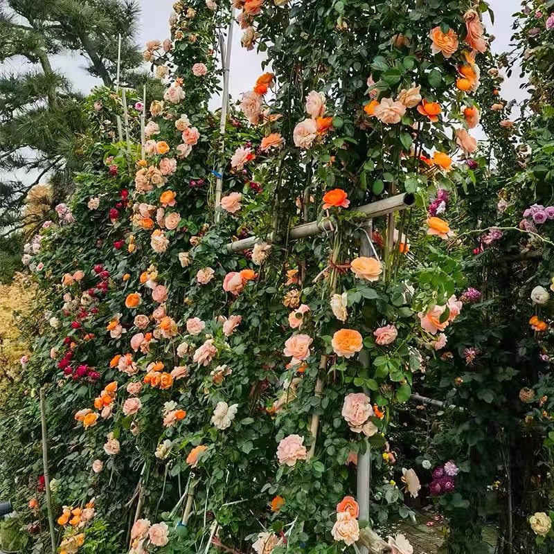 藤果汁月季 果汁阳台芽变 藤本大花 勤花多季 长势快抗病直立爬藤,鲜花速递/花卉仿真/绿植园艺,月季/蔷薇/玫瑰,淘宝优惠券,粉丝福利购,淘宝优惠卷