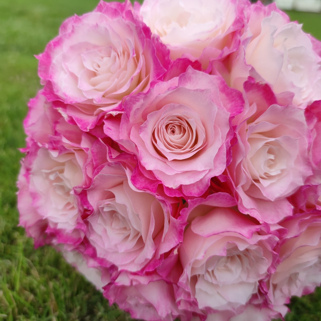 一宅一院 六翼天使河本月季勤花抗病灌木花卉阳台庭院植物盆栽苗