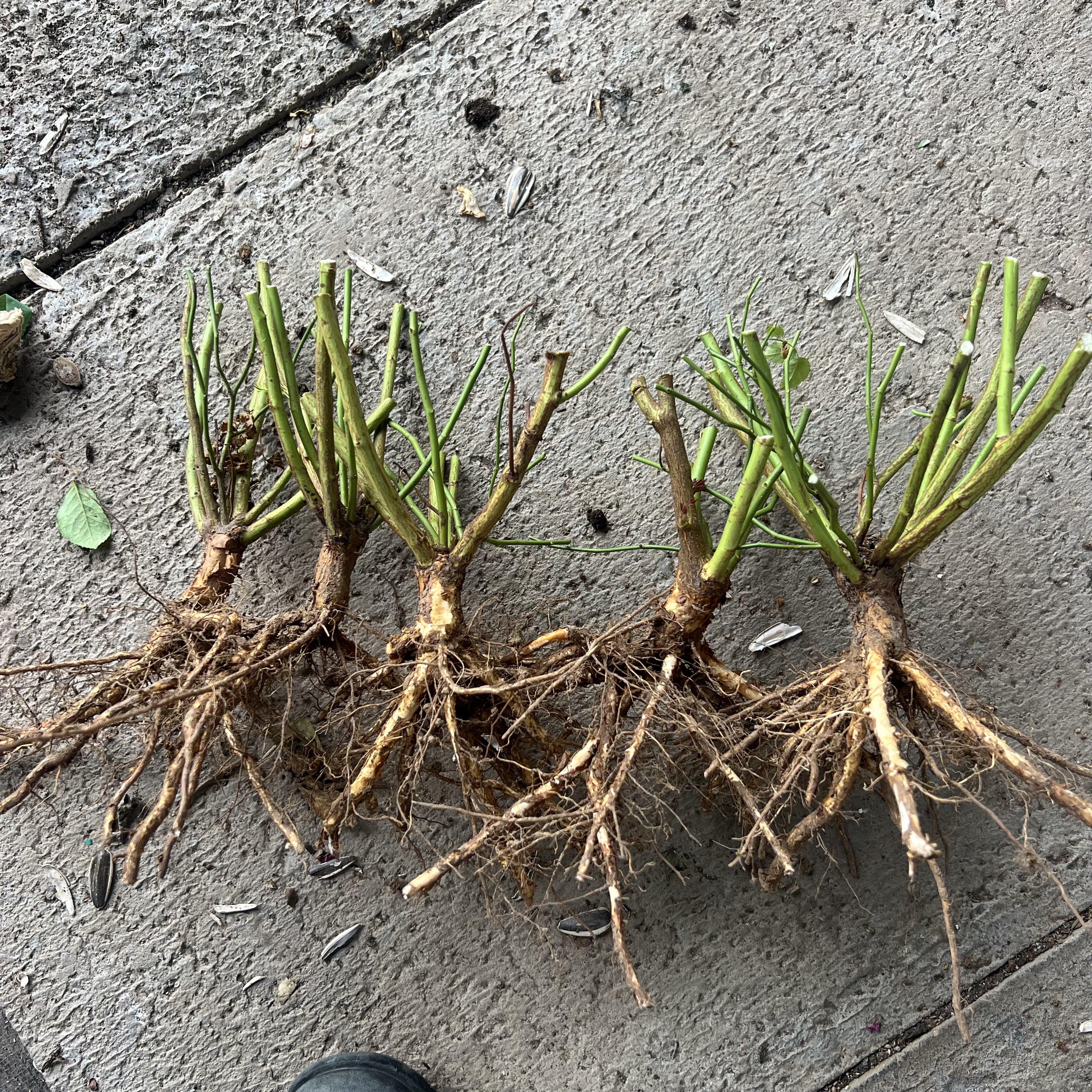 一百亩花田无刺蔷薇根