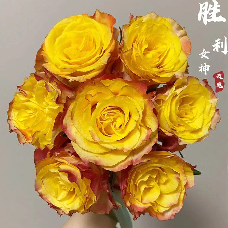 一宅一百亩花 切花月季胜利女神大花波浪边庭院阳台盆栽玫瑰